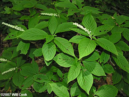 Mountain Sweet Pepperbush (Clethra acuminata)