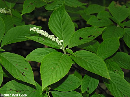 Mountain Sweet Pepperbush (Clethra acuminata)