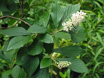 Coastal Sweet Pepperbush (Clethra alnifolia)