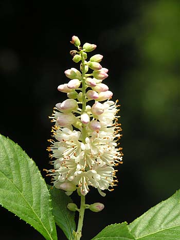 Coastal Sweet Pepperbush (Clethra alnifolia)