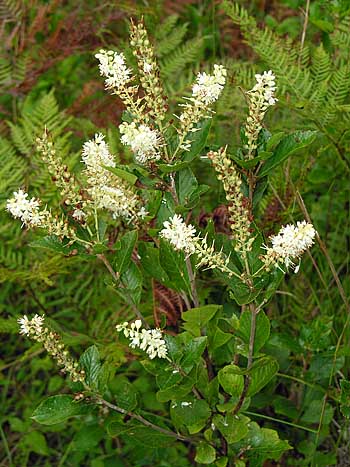 Coastal Sweet Pepperbush (Clethra alnifolia)