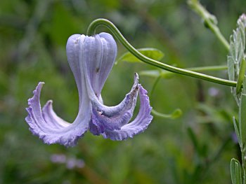 Swamp Leatherflower (Clematis crispa) flower