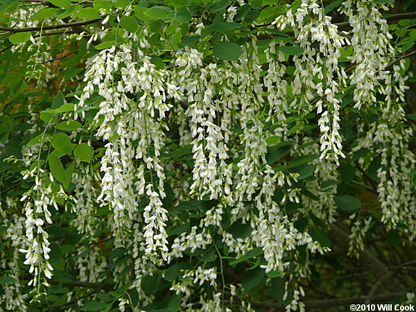 Yellowwood (Cladrastis kentukea) flowers