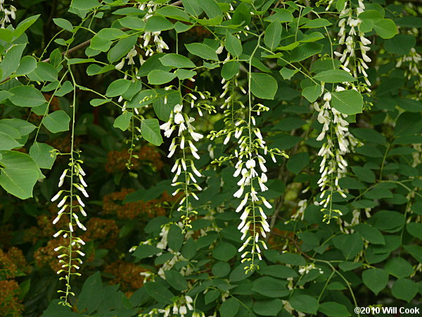 Yellowwood (Cladrastis kentukea) flowers