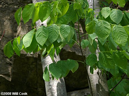 Yellowwood (Cladrastis kentukea) leaf