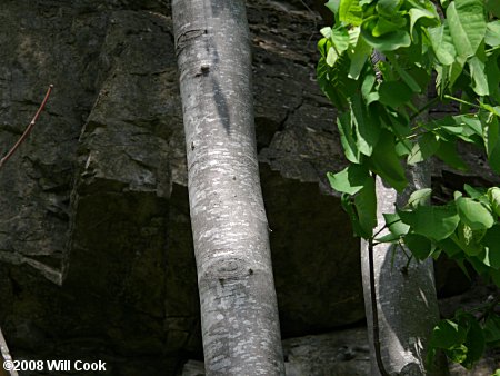 Yellowwood (Cladrastis kentukea) bark