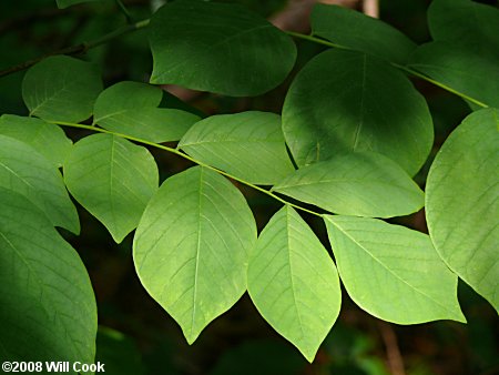 Yellowwood (Cladrastis kentukea) leaf