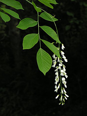 Yellowwood (Cladrastis kentukea) flowers