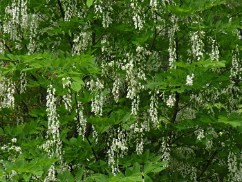 Yellowwood (Cladrastis kentukea) flowers