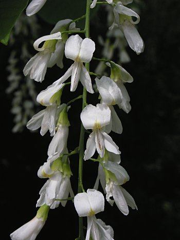 Yellowwood (Cladrastis kentukea) flowers