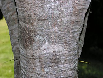 Yellowwood (Cladrastis kentukea) bark