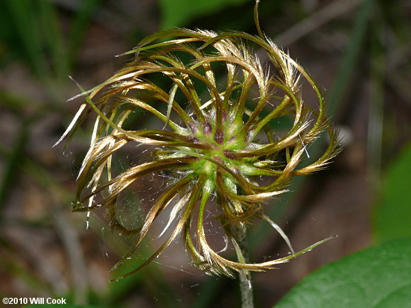 Curlyheads (Clematis ochroleuca)