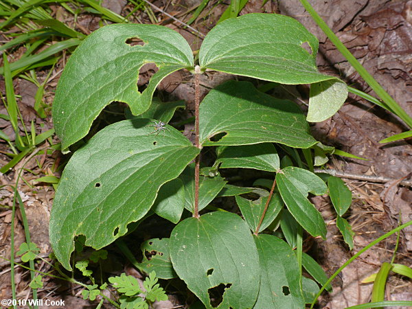 Curlyheads (Clematis ochroleuca)