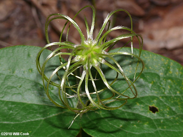 Curlyheads (Clematis ochroleuca)