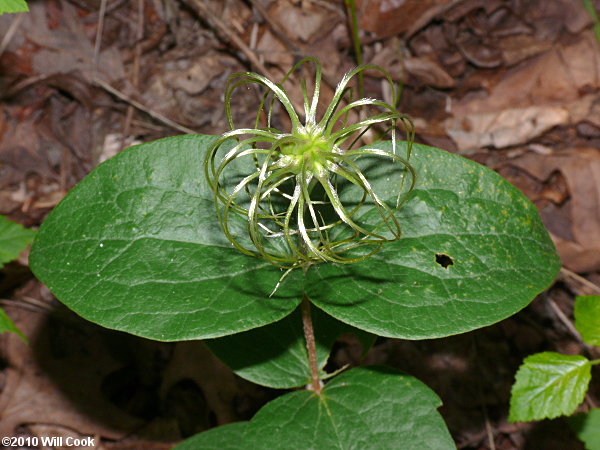 Curlyheads (Clematis ochroleuca)