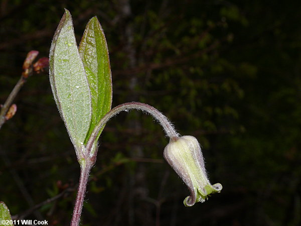 Curlyheads (Clematis ochroleuca) flower