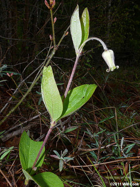 Curlyheads (Clematis ochroleuca) flower