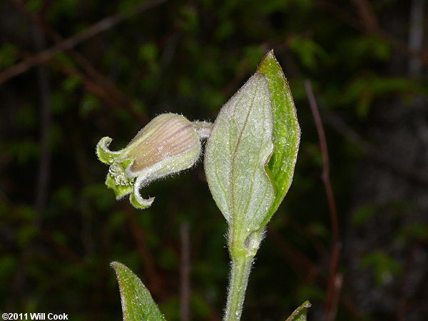 Curlyheads (Clematis ochroleuca) flower