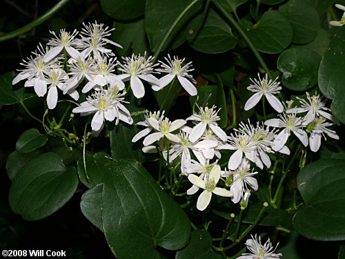 Sweet Autumn Clematis (Clematis terniflora)