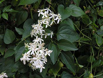 Sweet Autumn Clematis (Clematis terniflora)