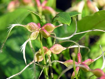 Sweet Autumn Clematis (Clematis terniflora)