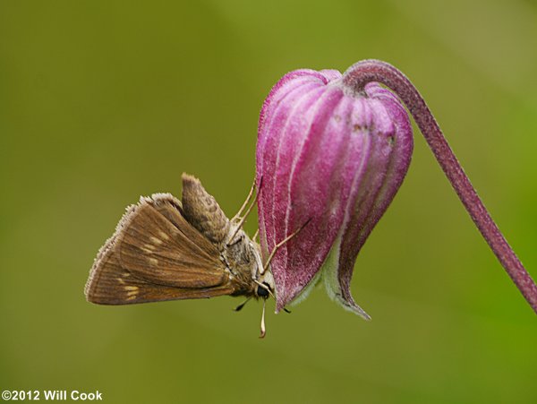 Northern Leatherflower, Vasevine (Clematis viorna)