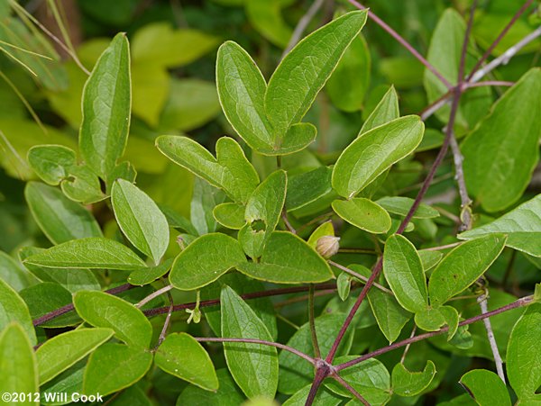 Northern Leatherflower, Vasevine (Clematis viorna)