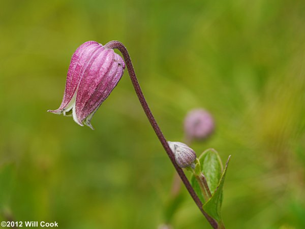 Northern Leatherflower, Vasevine (Clematis viorna)