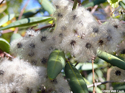 Virgin's-bower (Clematis virginiana) fruits