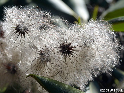 Virgin's-bower (Clematis virginiana) fruits