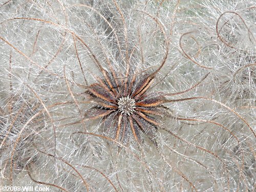 Virgin's-bower (Clematis virginiana) fruits