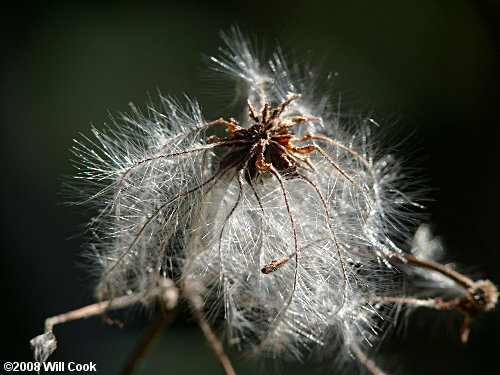 Virgin's-bower (Clematis virginiana) fruits