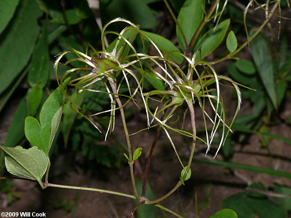 Virgin's-bower (Clematis virginiana) fruits