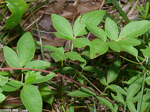 Northern Leatherflower, Vasevine (Clematis viorna)