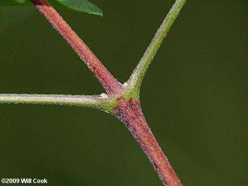 Northern Leatherflower, Vasevine (Clematis viorna)