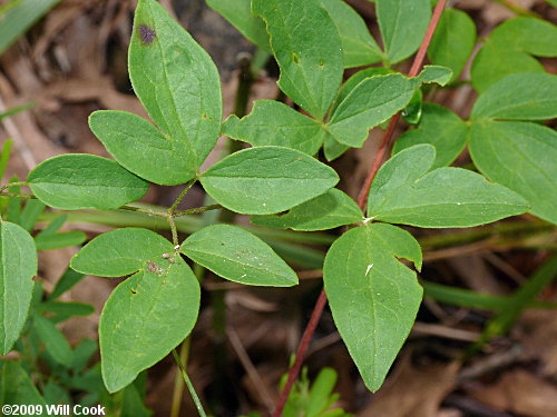 Northern Leatherflower, Vasevine (Clematis viorna)