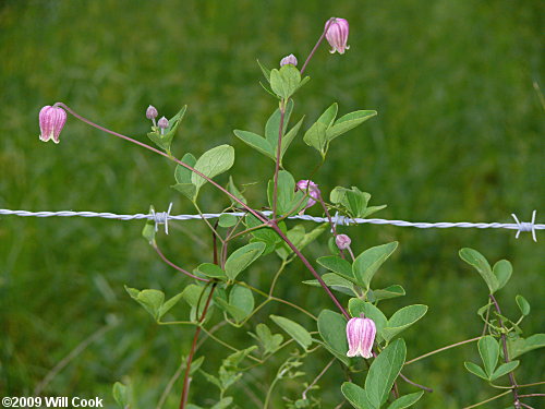 Northern Leatherflower, Vasevine (Clematis viorna)