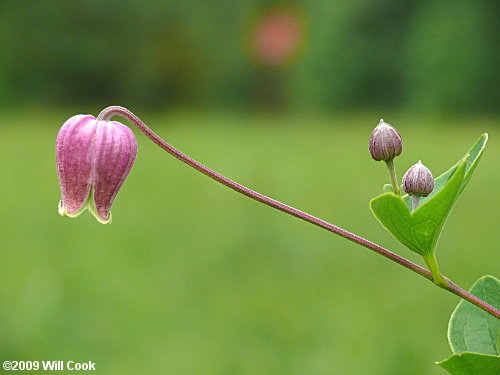 Northern Leatherflower, Vasevine (Clematis viorna)