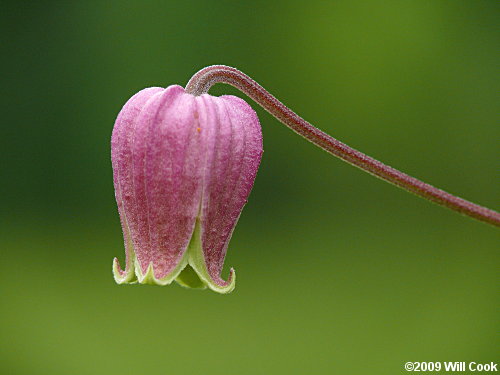 Northern Leatherflower, Vasevine (Clematis viorna)