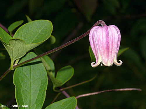 Northern Leatherflower, Vasevine (Clematis viorna)