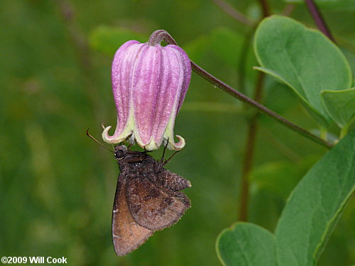 Northern Leatherflower, Vasevine (Clematis viorna)