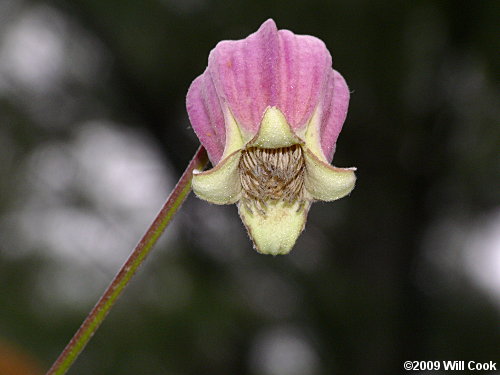 Northern Leatherflower, Vasevine (Clematis viorna)