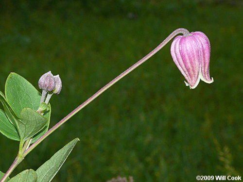 Northern Leatherflower, Vasevine (Clematis viorna)