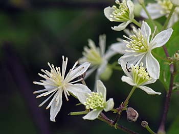 Virgin's-bower (Clematis virginiana)