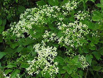 Virgin's-bower (Clematis virginiana)