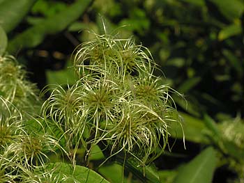 Virgin's-bower (Clematis virginiana)