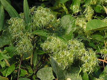 Virgin's-bower (Clematis virginiana)