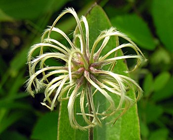 Virgin's-bower (Clematis virginiana)