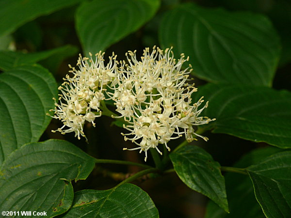 Alternate-leaved Dogwood (Cornus alternifolia) flowers
