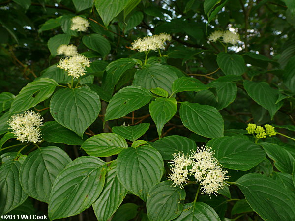 Alternate-leaved Dogwood (Cornus alternifolia) flowers